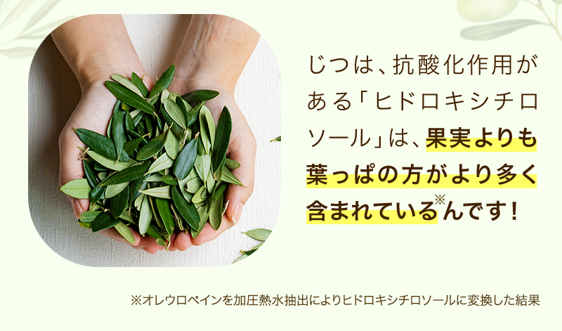 じつは、抗酸化作用がある「ヒドロキシチロソール」は、果実よりも葉っぱの方がより一層摂取できるんです!