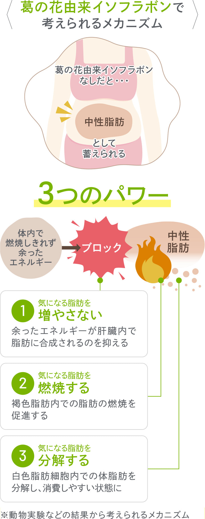 葛の花由来イソフラボンで考えられるメカニズム 1.気になる脂肪を増やさない 2.気になる脂肪を燃焼する 3.気になる脂肪を分解する