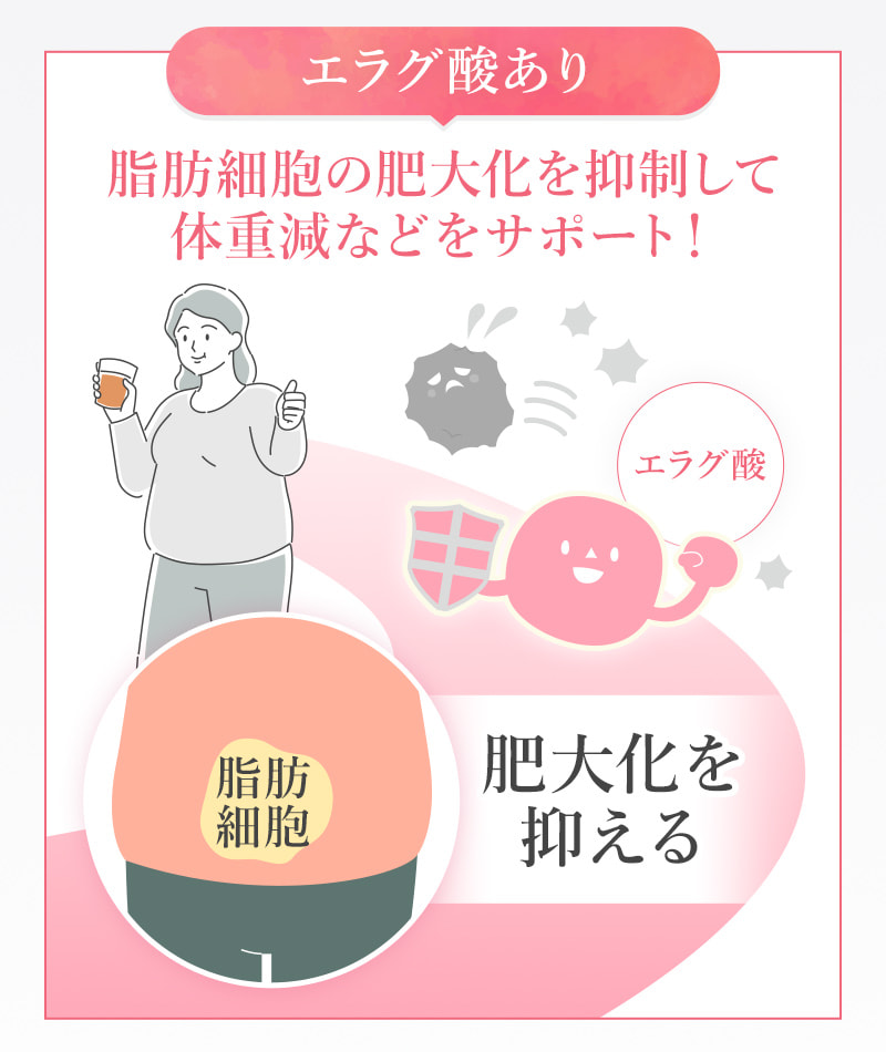 エラグ酸あり 脂肪細胞の肥大化を抑制して体重減などをサポート！ 脂肪細胞 肥大化を抑える