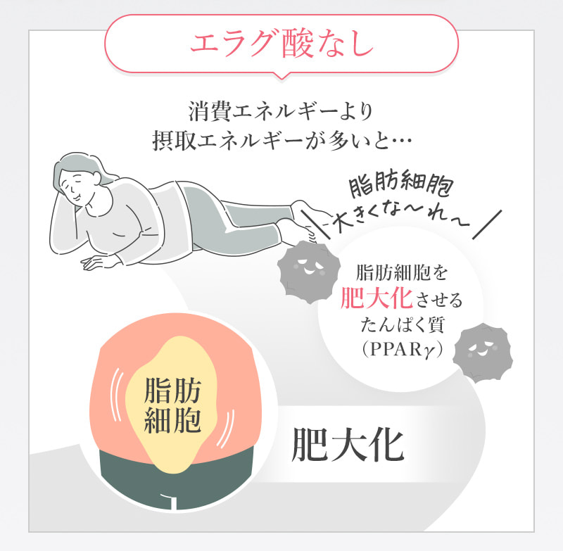 エラグ酸なし 消費エネルギーより摂取エネルギーが多いと… 脂肪細胞 肥大化