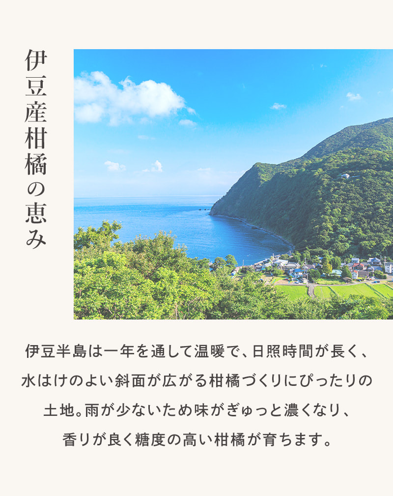 伊豆産柑橘の恵み　伊豆半島は柑橘づくりにぴったりの土地であるため、香りが良く糖度の高い柑橘が育ちます。