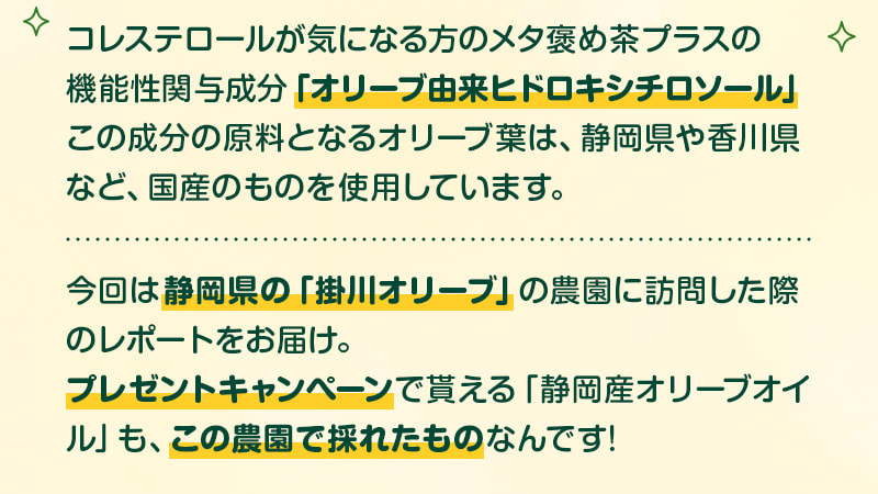 「コレステロールが気になる方のメタ褒め茶プラス」に配合されている機能性関与成分「オリーブ由来ヒドロキシチロソール」この成分の原料となるオリーブ葉は国産のものを使用しています。今回は、オリーブオイルプレゼントキャンペーンの賞品をご提供いただいた静岡県の「掛川オリーブ」さんに訪問した際のレポートをお届けします！