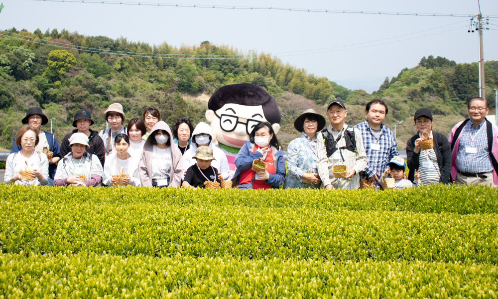 新茶摘みイベントin静岡（2025年4月19日）